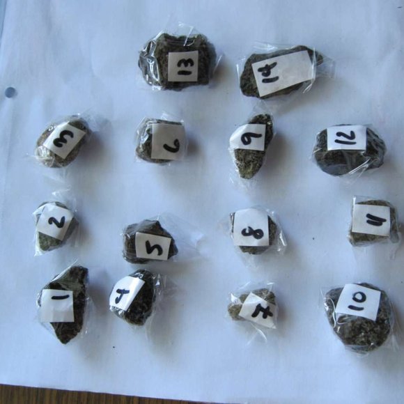 Costa Rican Hot Spring Volcanic Rocks Costa Rica Jungle Volcano Choose Variation - Picture 14 of 16